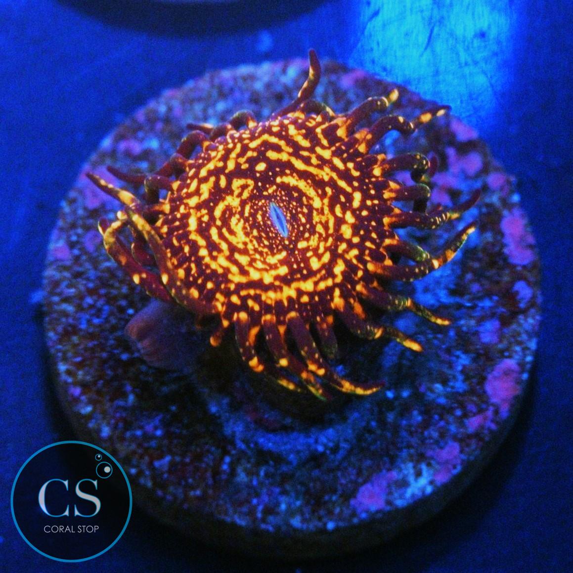 NIGHTMARE ZOA
