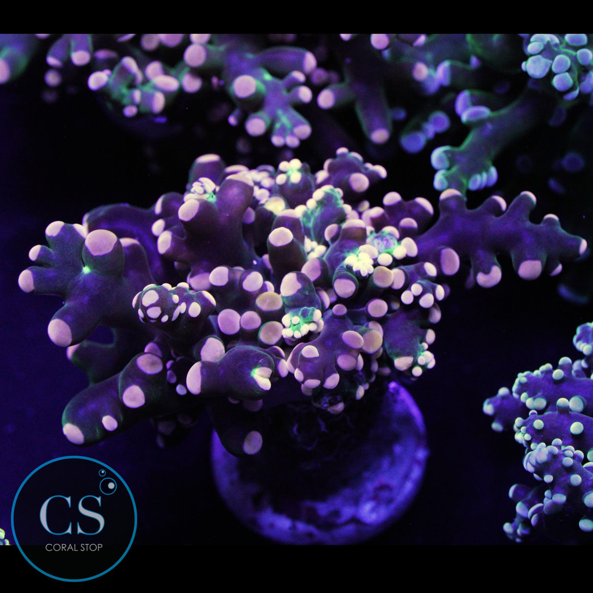 MIAMI HURRICANE FROGSPAWN