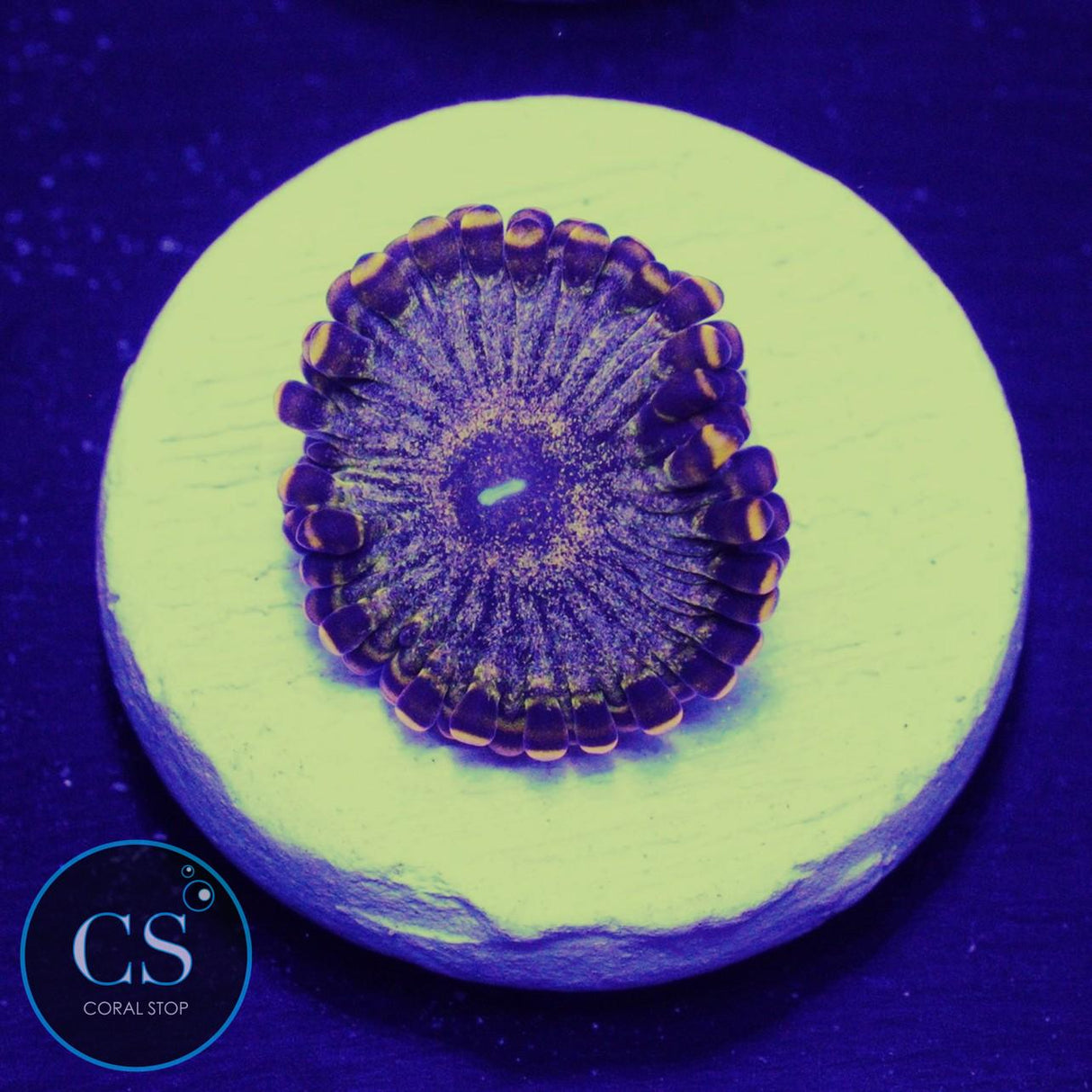 Gold Maul Zoa
