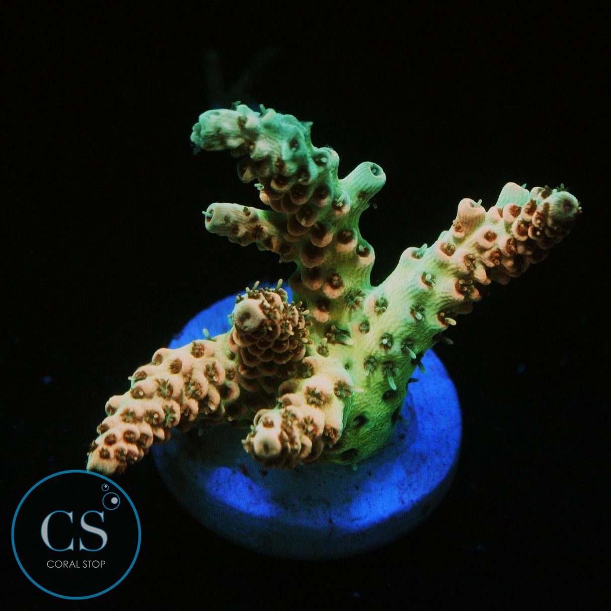 CS TRANQUIL FURY ACRO