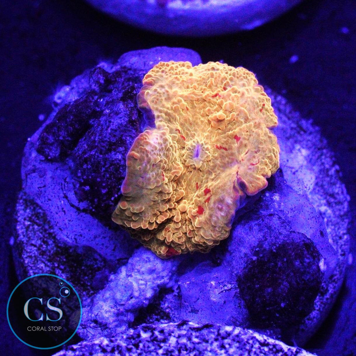 POLETTI JAWBREAKER MUSHROOM