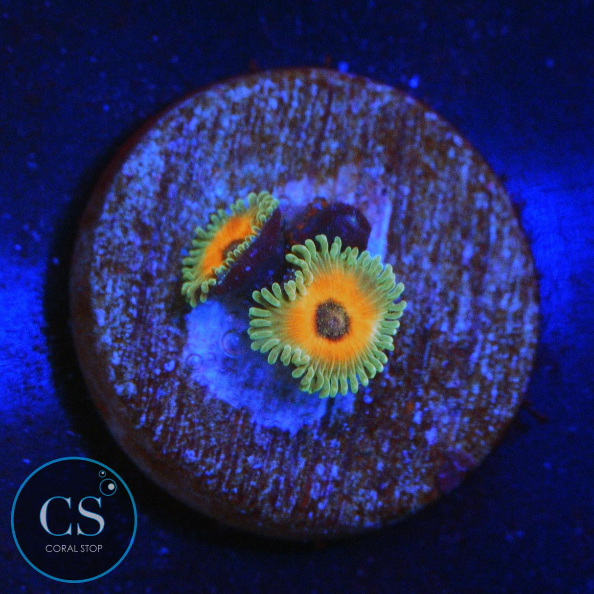 REVERSE RASTA ZOA