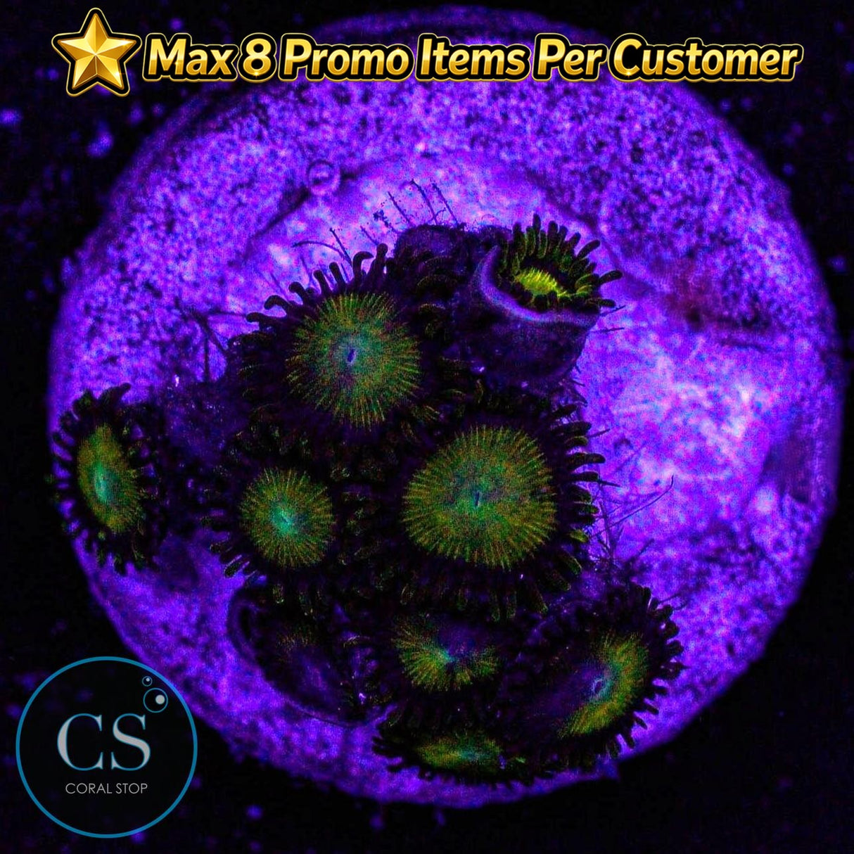 King Midas Zoa