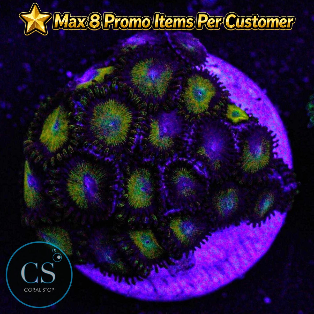 King Midas Zoa