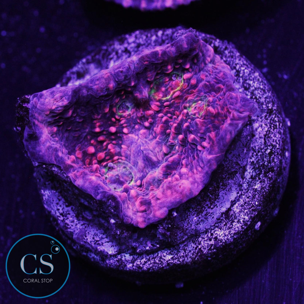 Pink Boobies Chalice