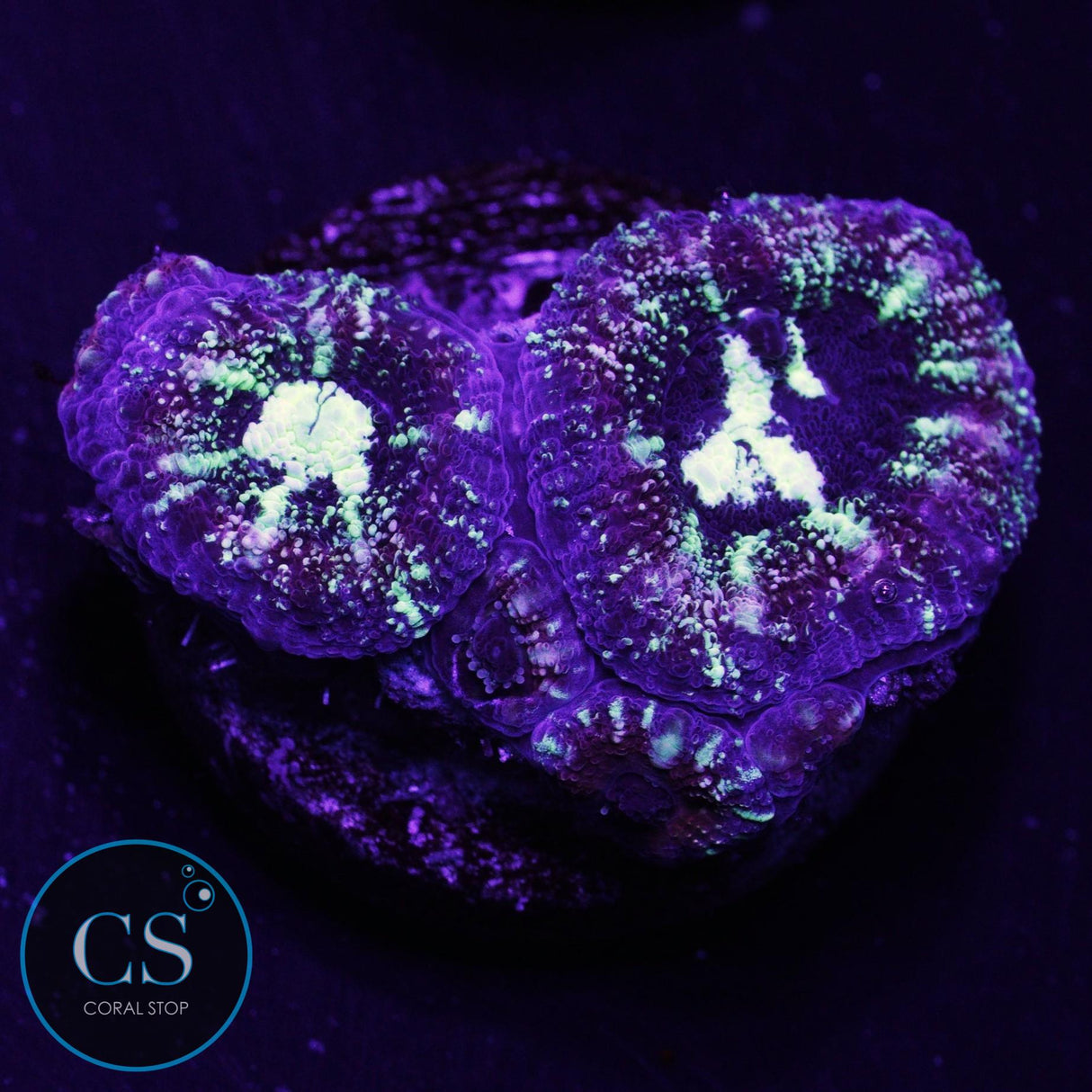 Splattered Mime Asian Acan