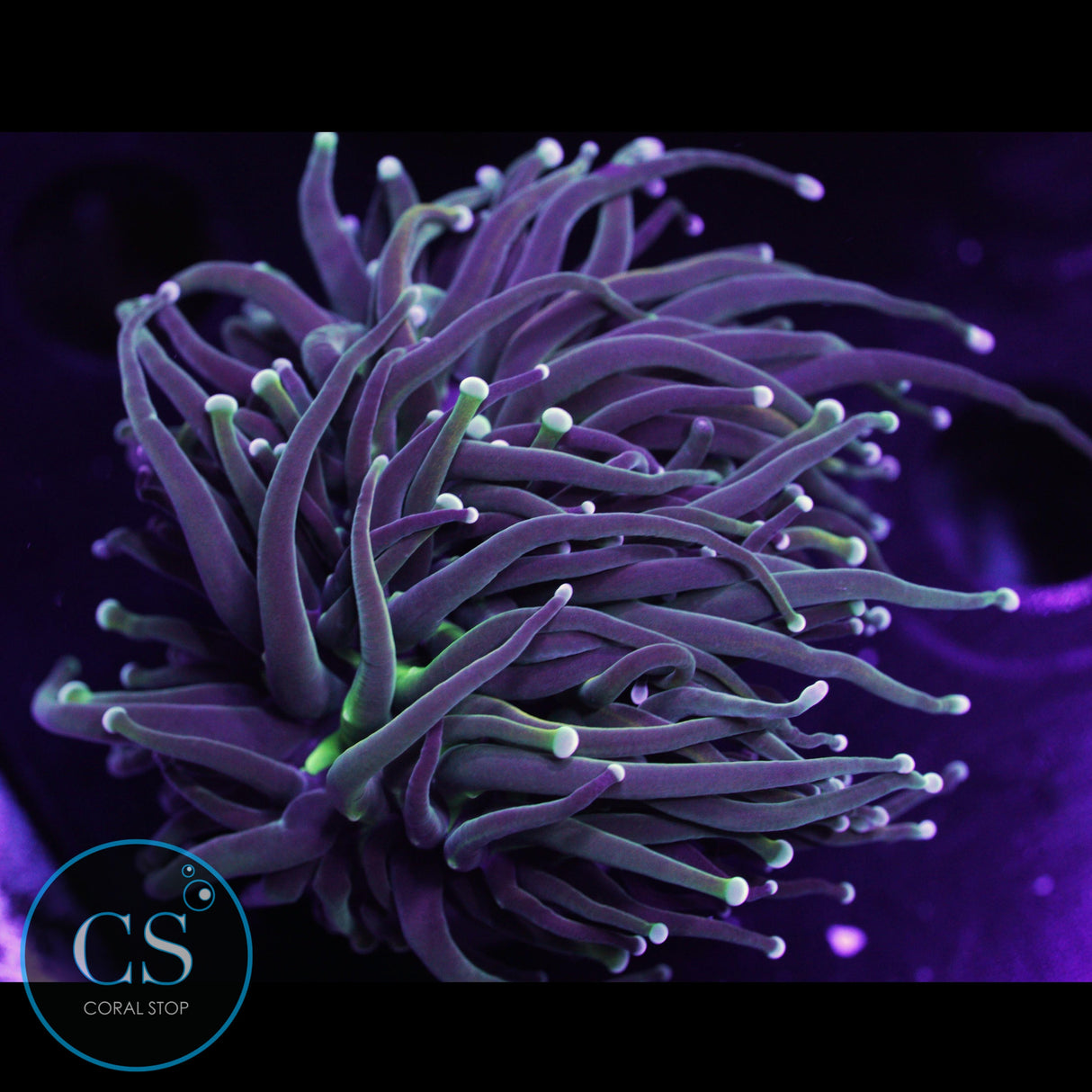 Master Gold Torch Mostly Green