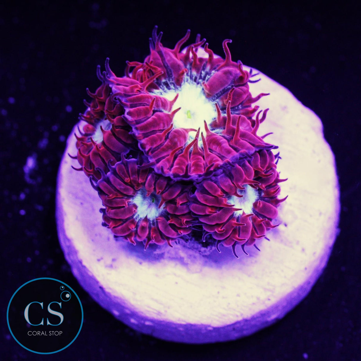 CC Fire & Ice Blasto Merletti