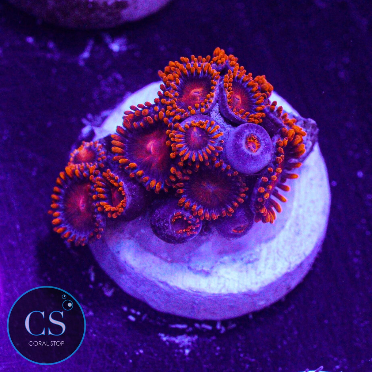 Orange Bam Bam Zoa