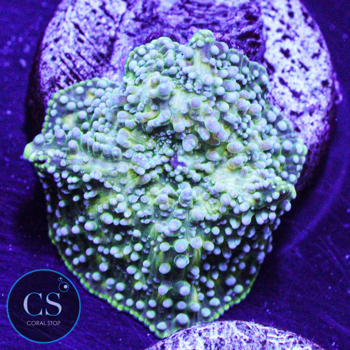 Grass Leopard Mushroom
