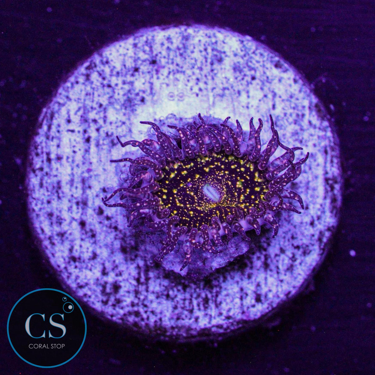 JF Frankie's Acid Trip Zoa