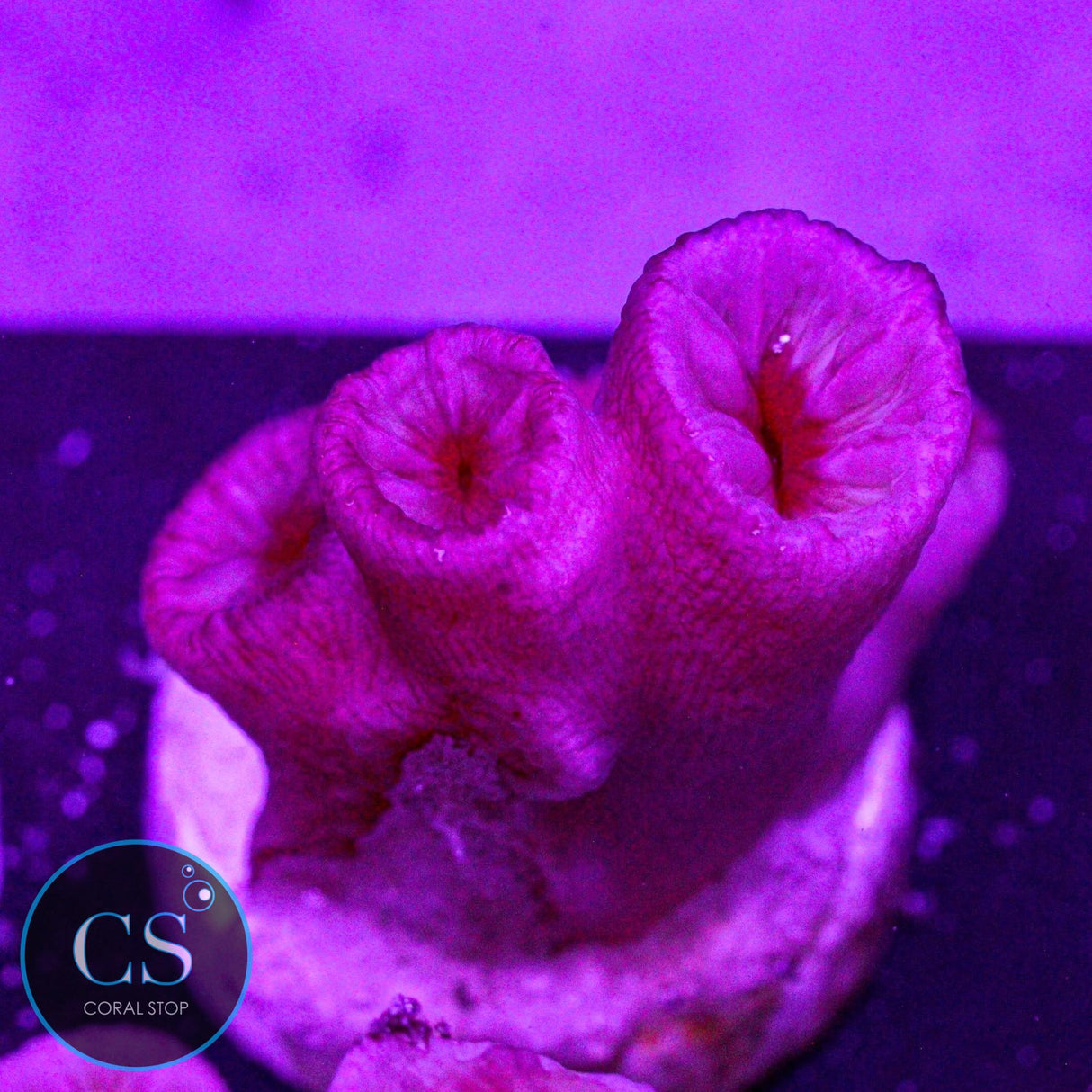 Orange Sun Coral
