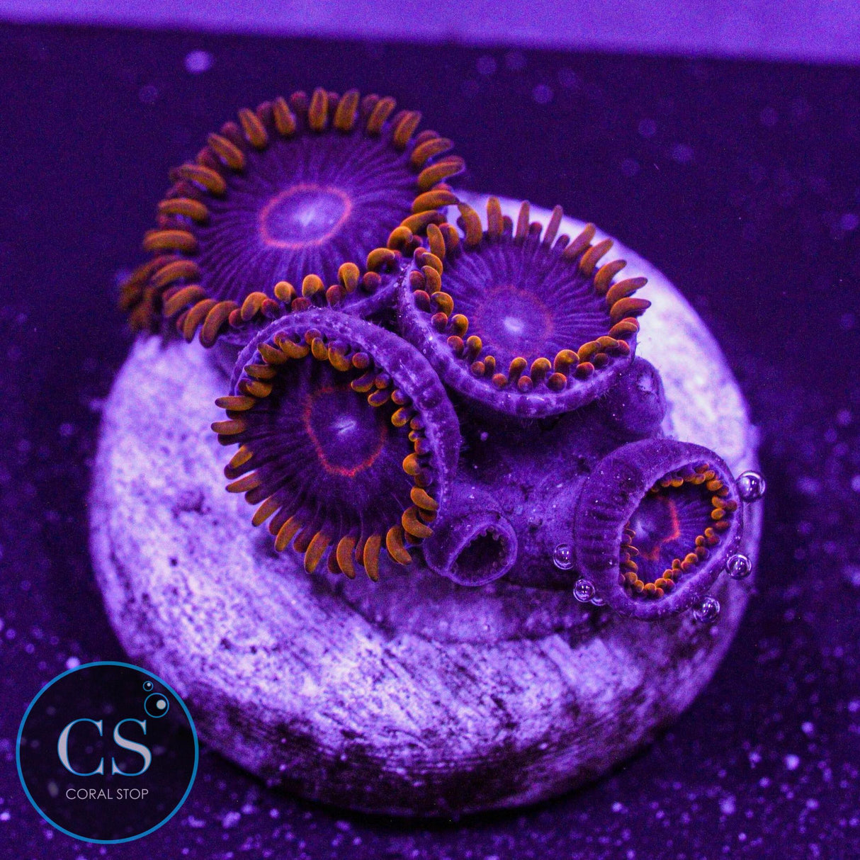 Red Hornet Zoa