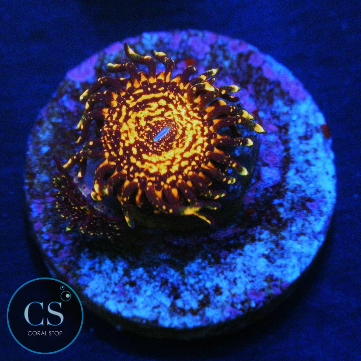 NIGHTMARE ZOA