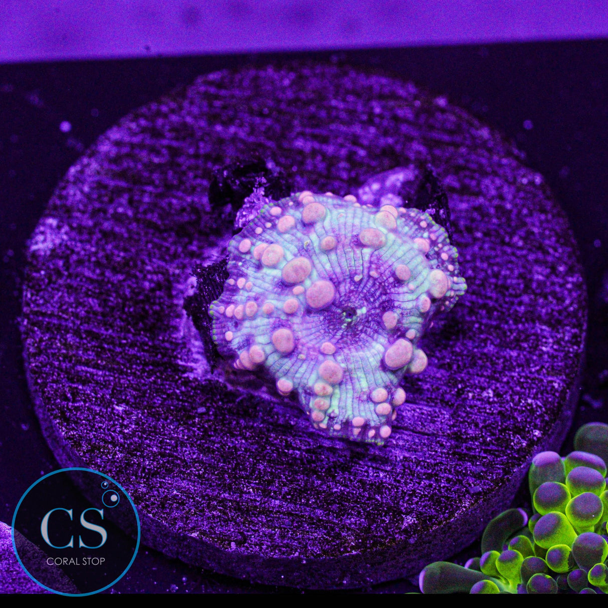 Neptune Bounce Mushroom
