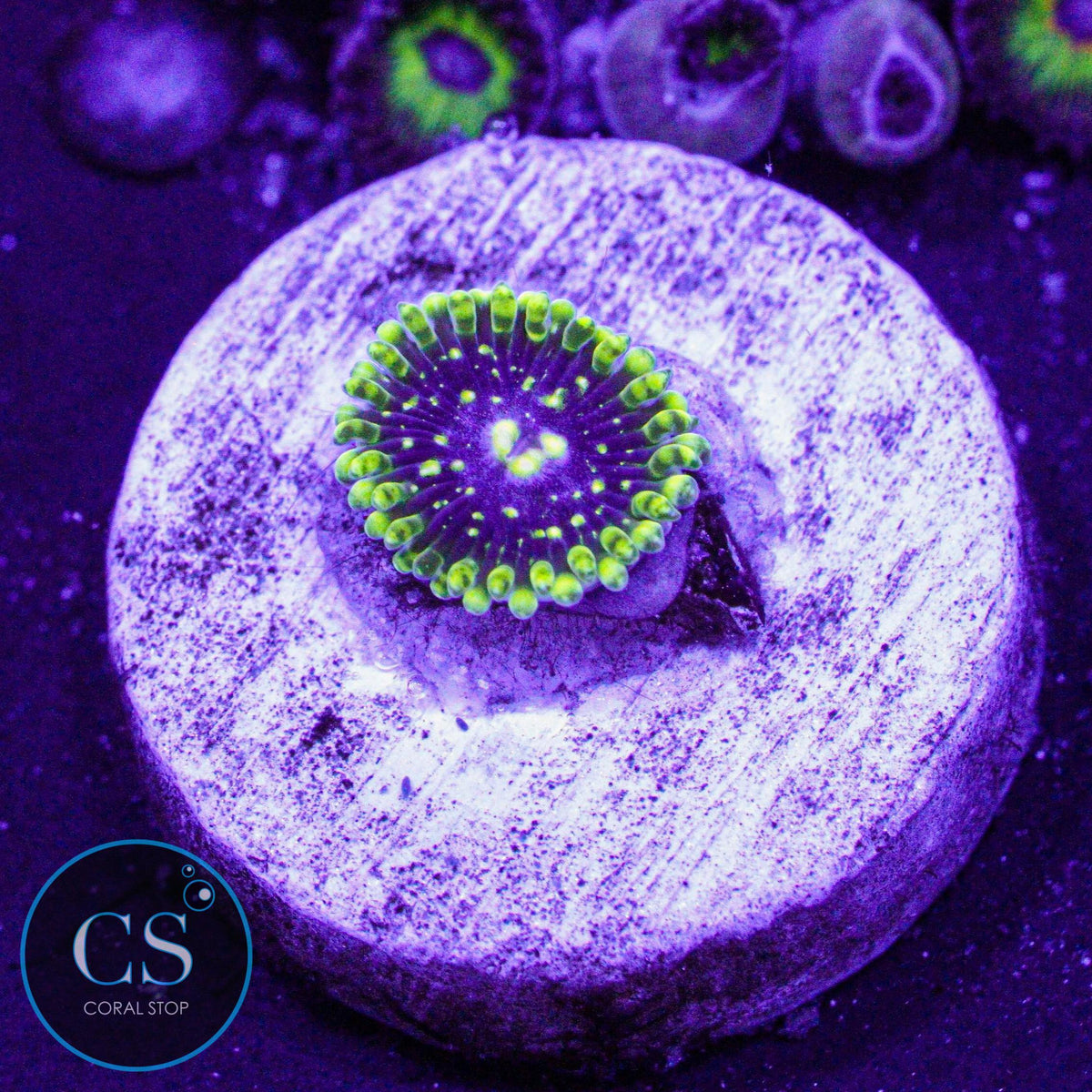 Exosphere Zoa