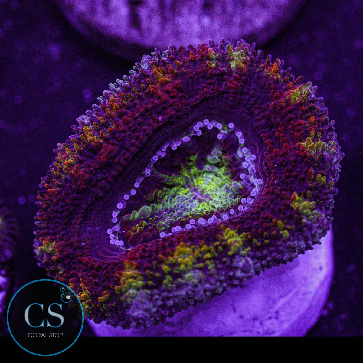 CS New Release Money Pit Acan