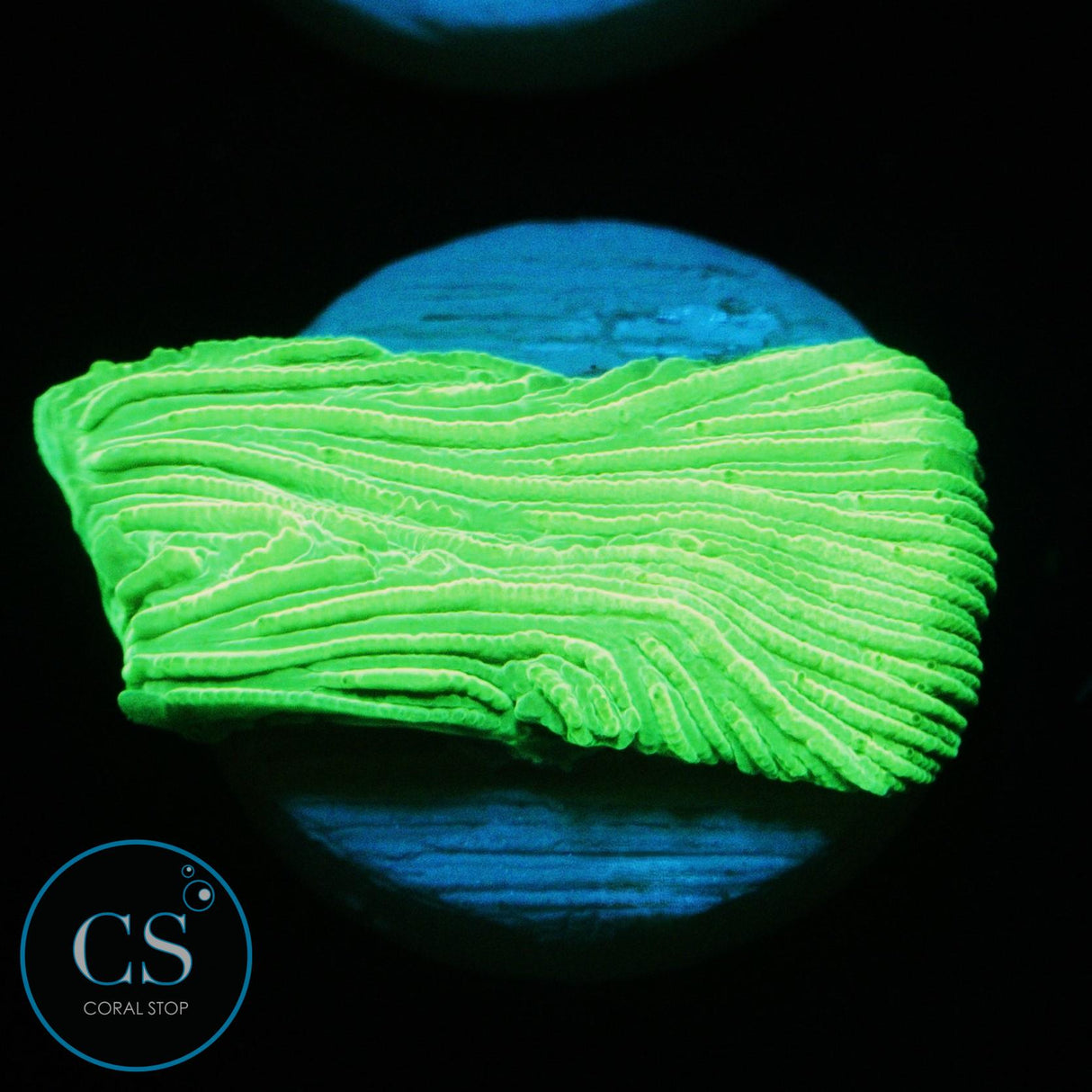KRYPTONITE DIASERIS PLATE