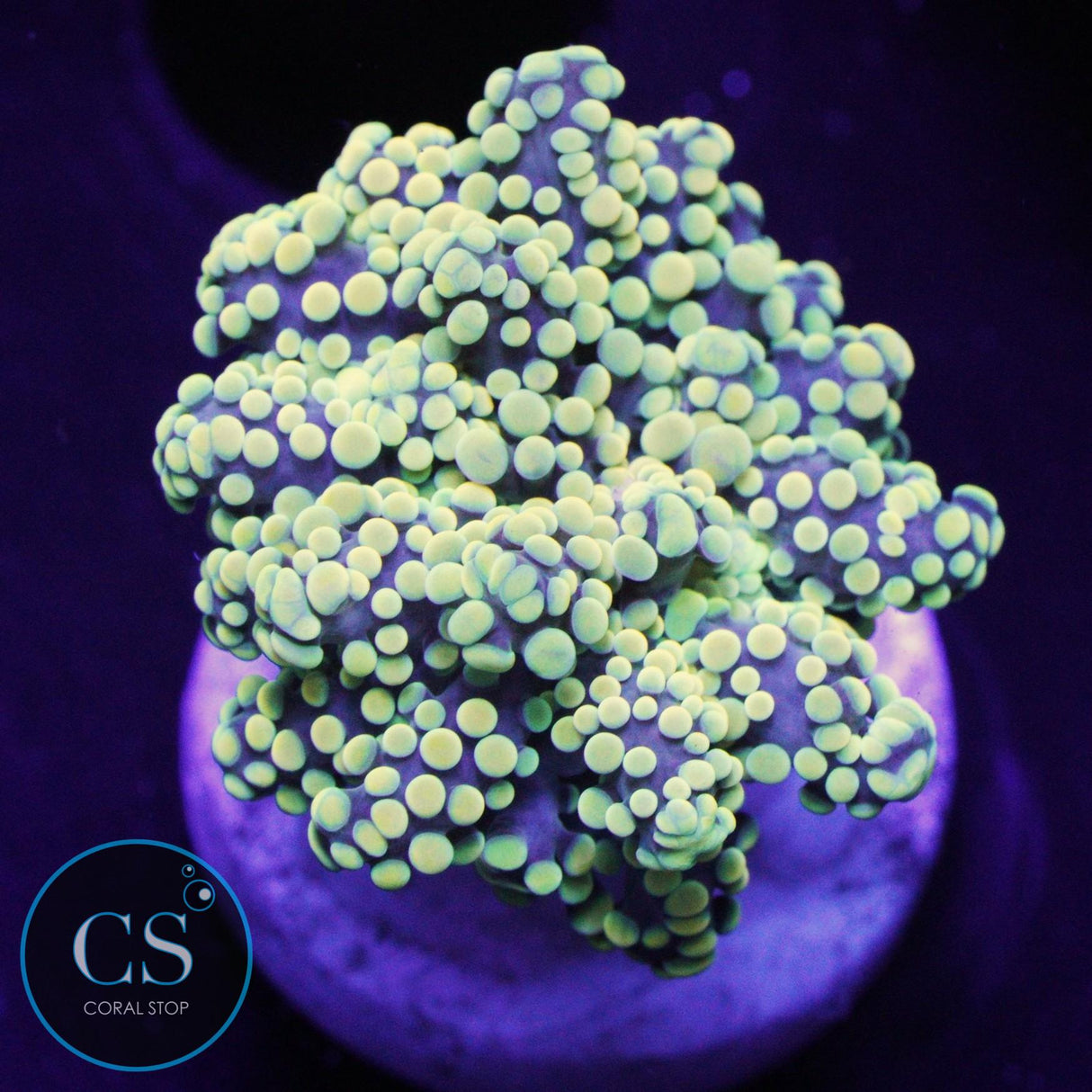 YELLOW TIP YAEYAMAENSIS