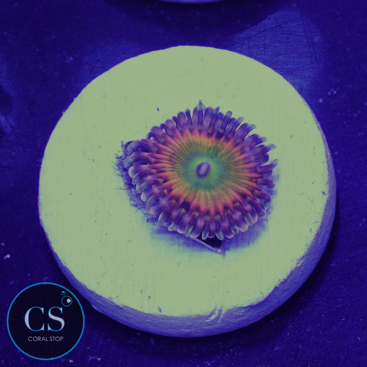 Rainbow Troll Zoa