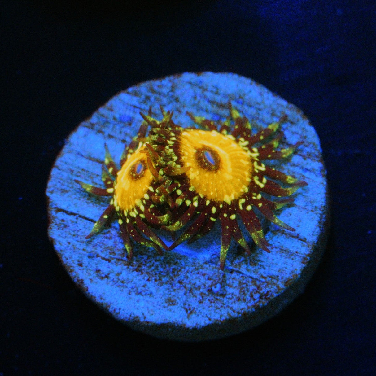 GODBEAST ZOA