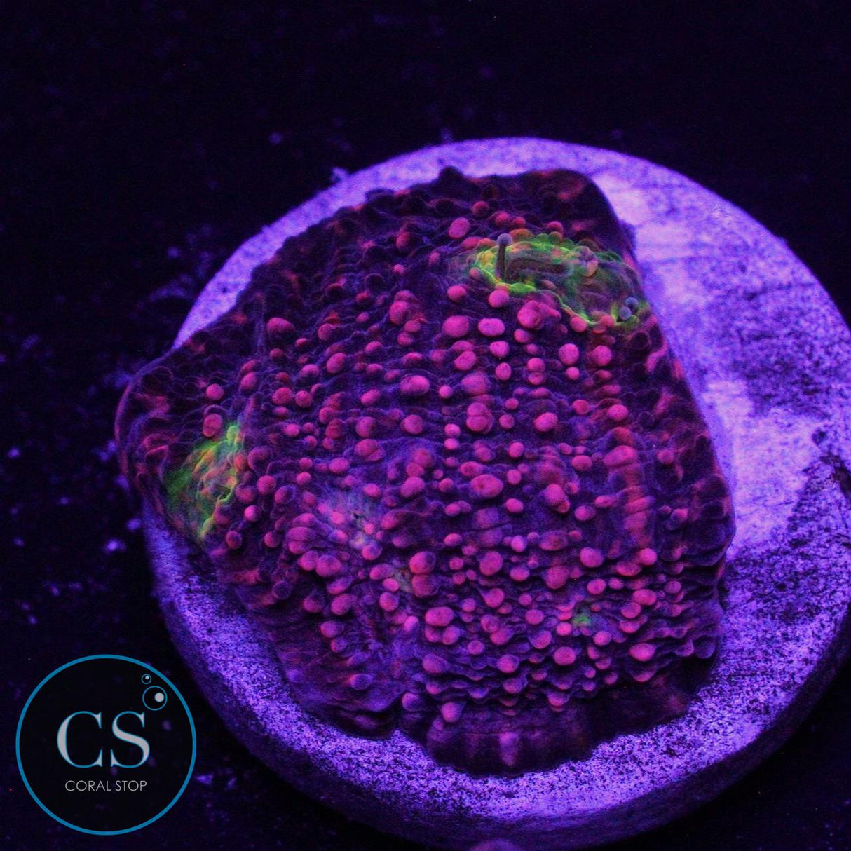 PINK BOOBIES CHALICE