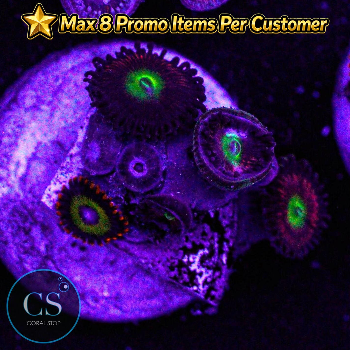 Ultra Cat Eye Zoa
