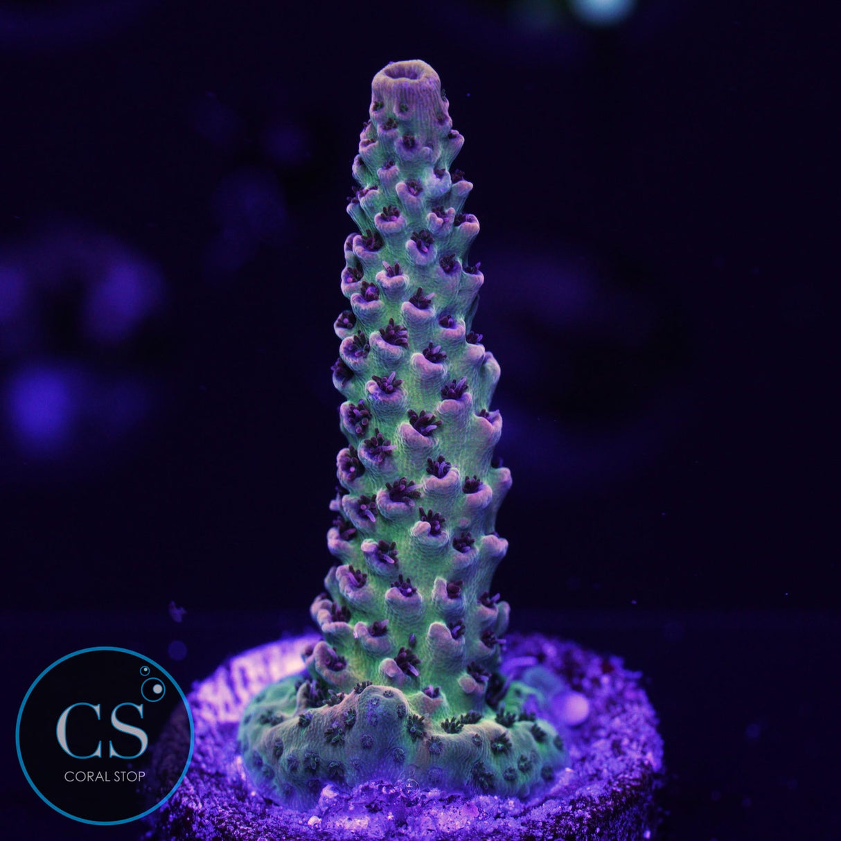 CS BANANA BLAZE ACRO