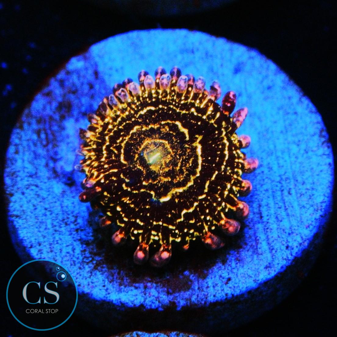 STRATOSPHERE ZOA