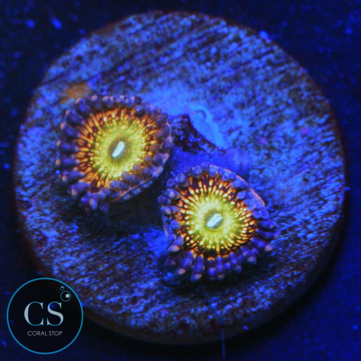 CB KRAK GOD ZOA