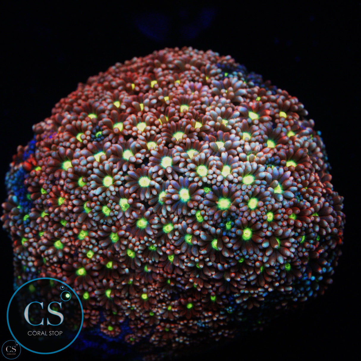 GRAFTED GONI COLONY