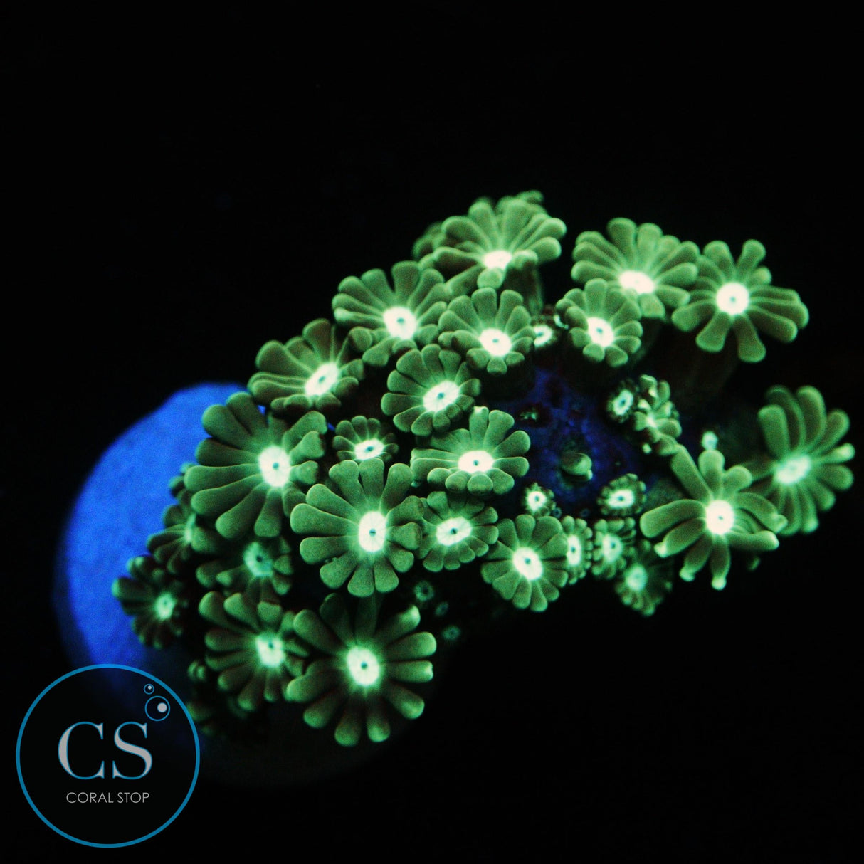 GREEN ALVEOPORA