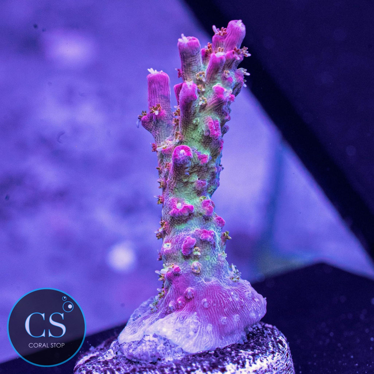 Vivid's Confetti Acropora