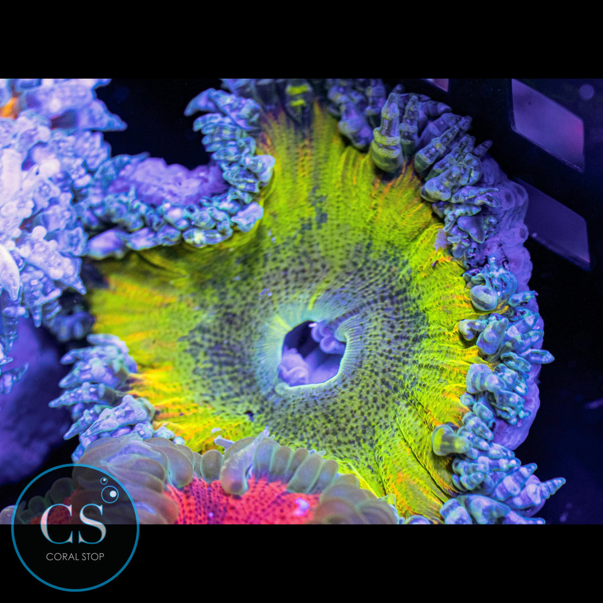 Sunny Day Rock Flower Anemone