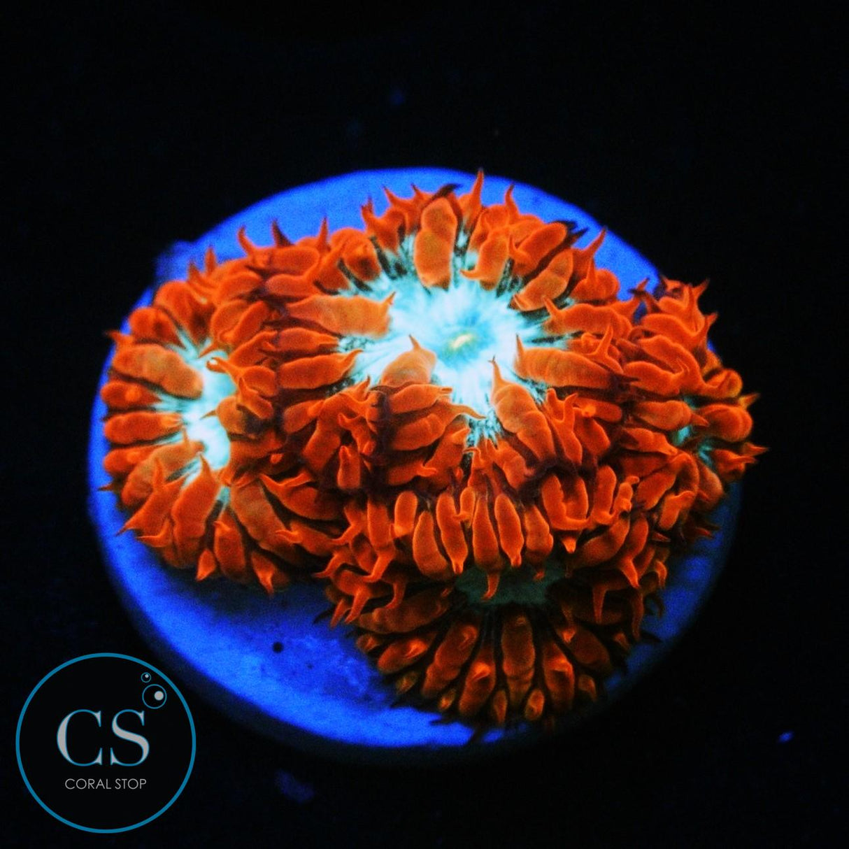 CC FIRE AND ICE BLASTO MERLETTI