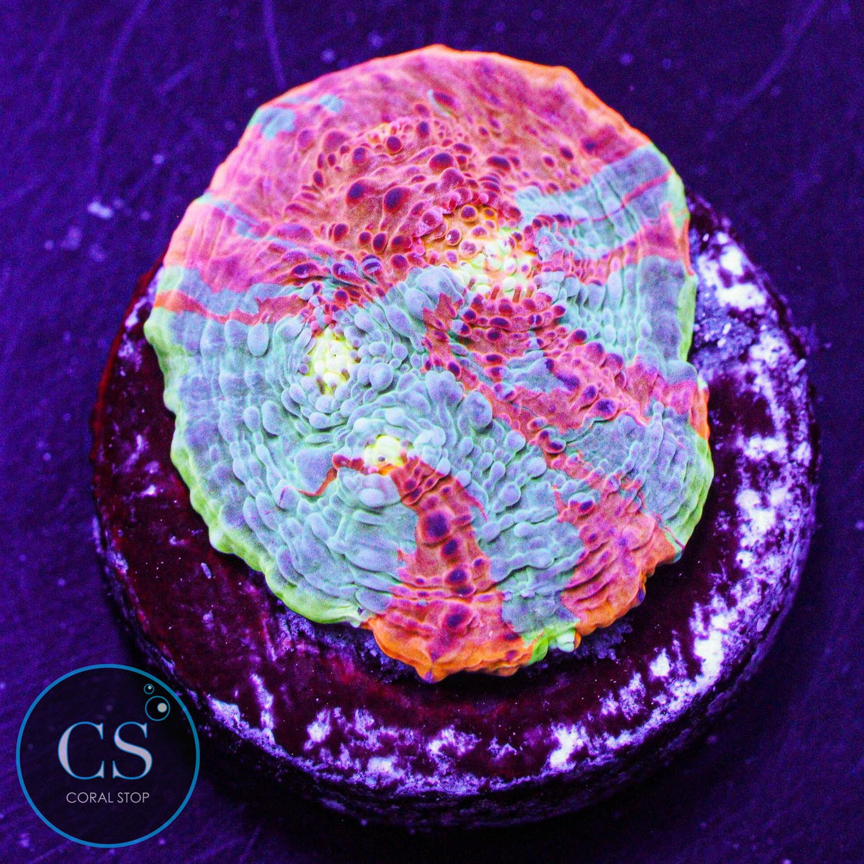 Rainbow Jellybean Chalice