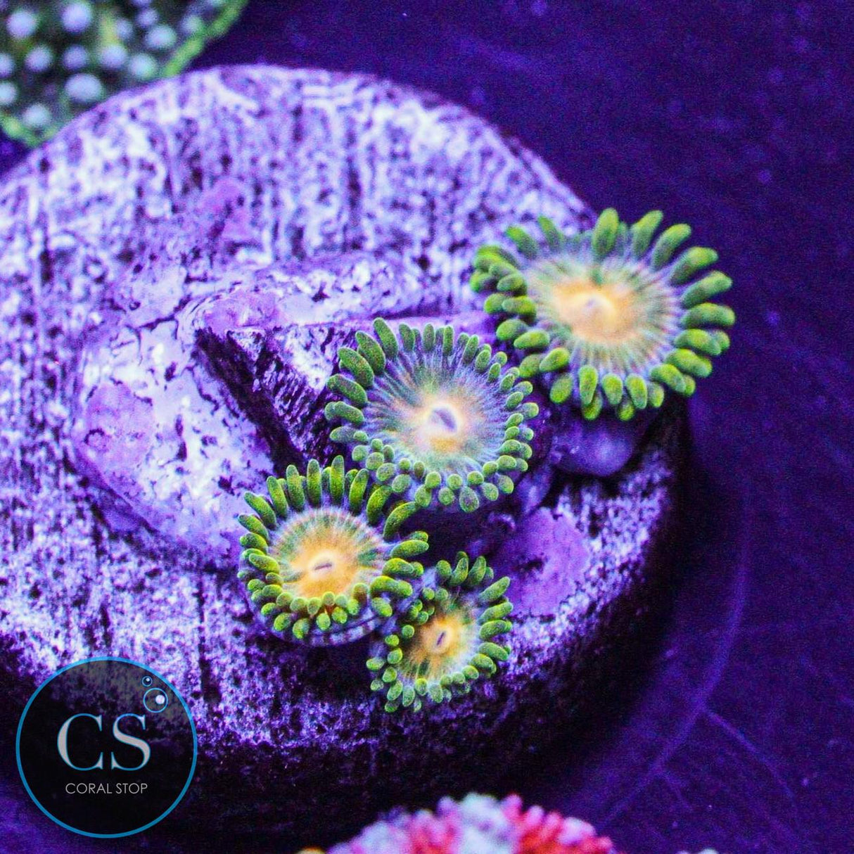 Green Bay Packers Zoa