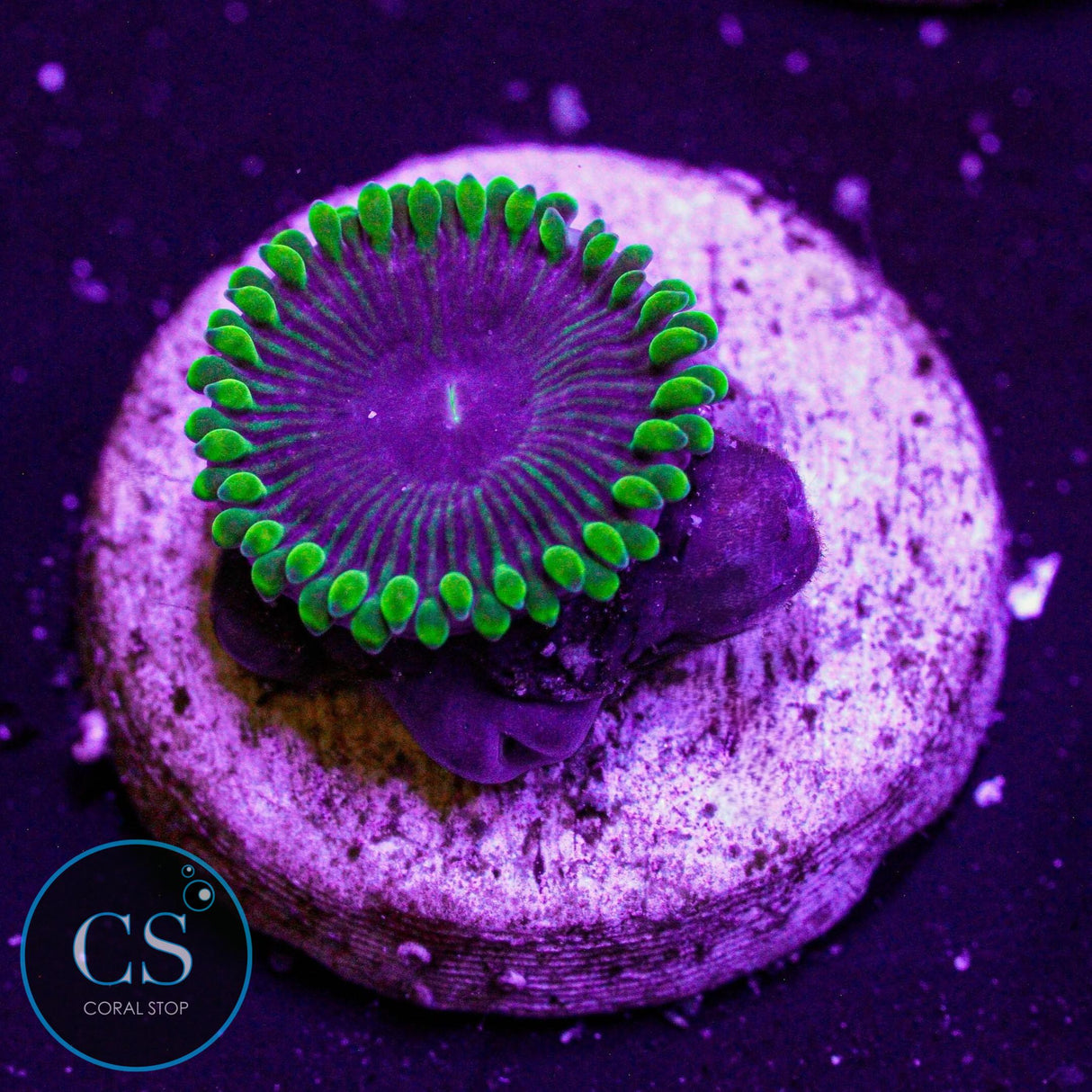 OG Purple People Eater Zoa