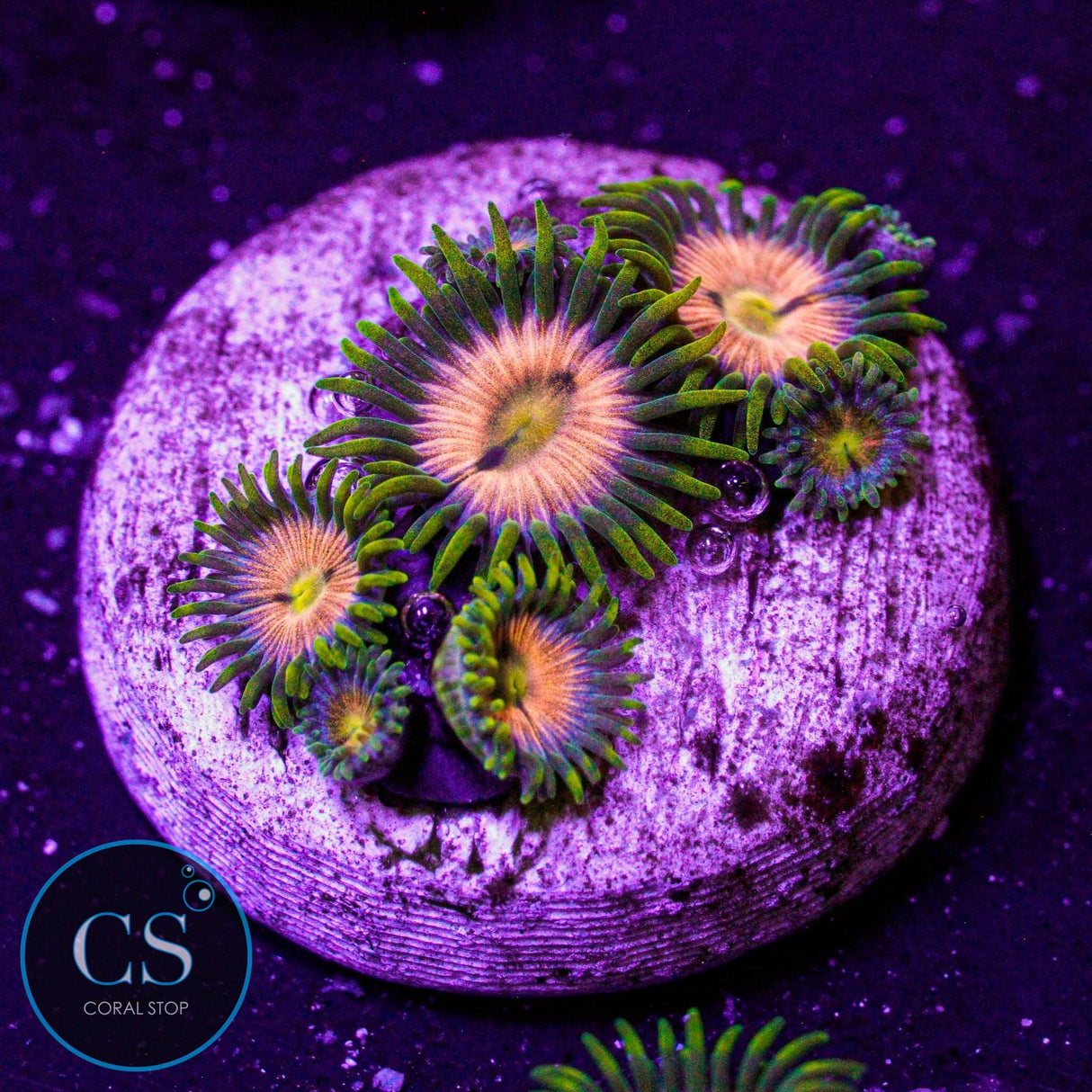 WWC Laser Lemon Zoa