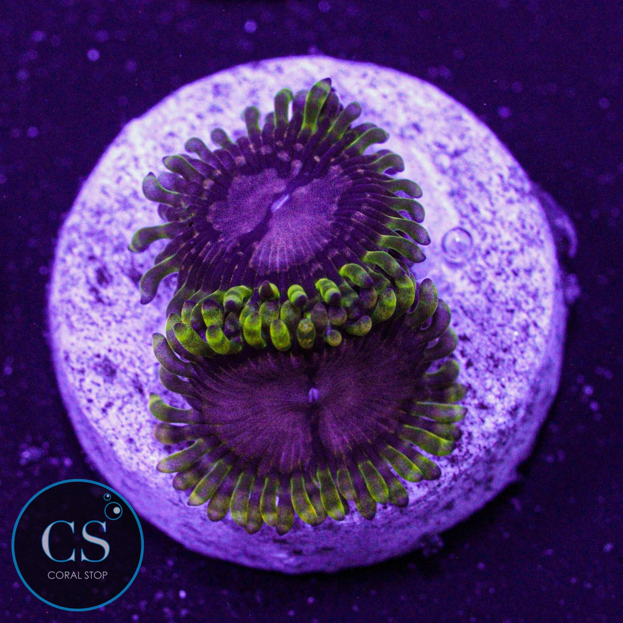 WWC Purple Monster Zoa