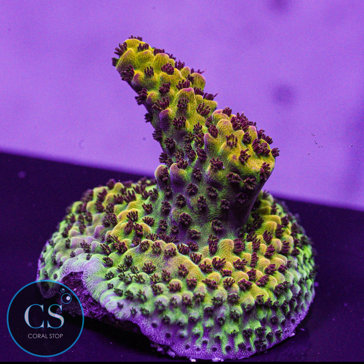PC Rainbow Acro