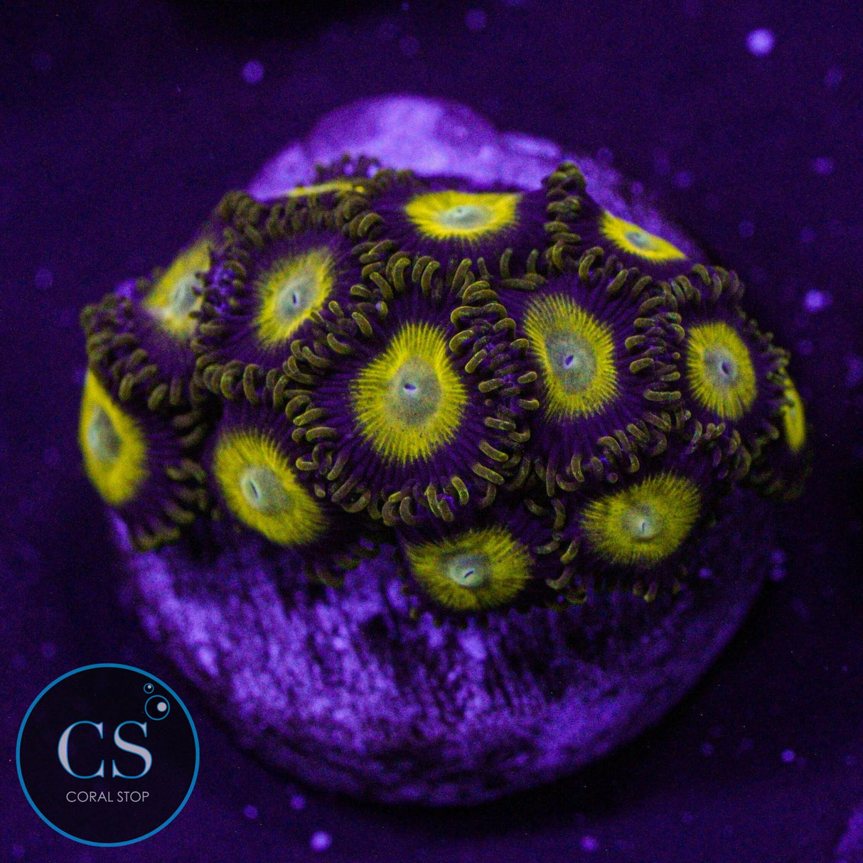 King Midas Zoa