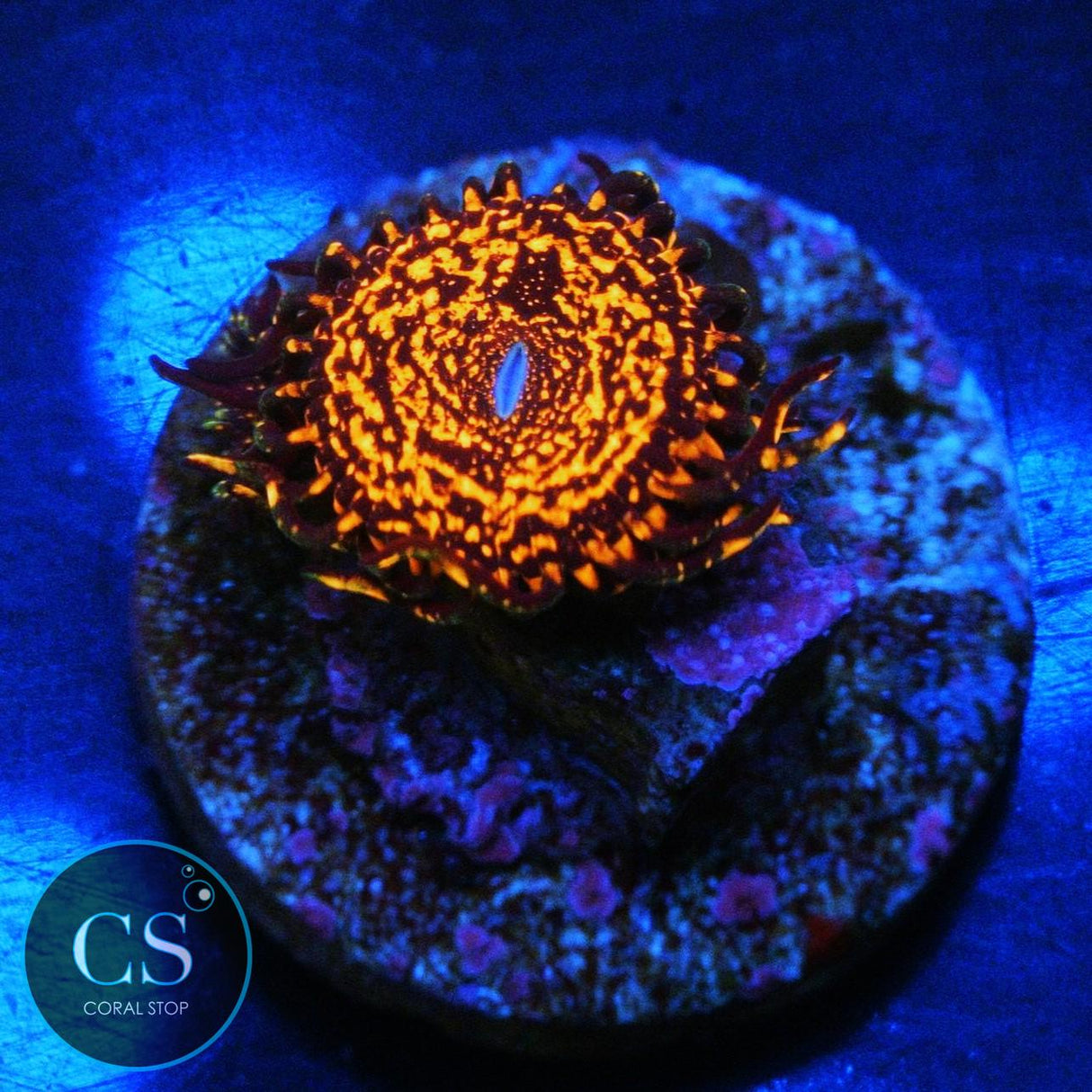 NIGHTMARE ZOA