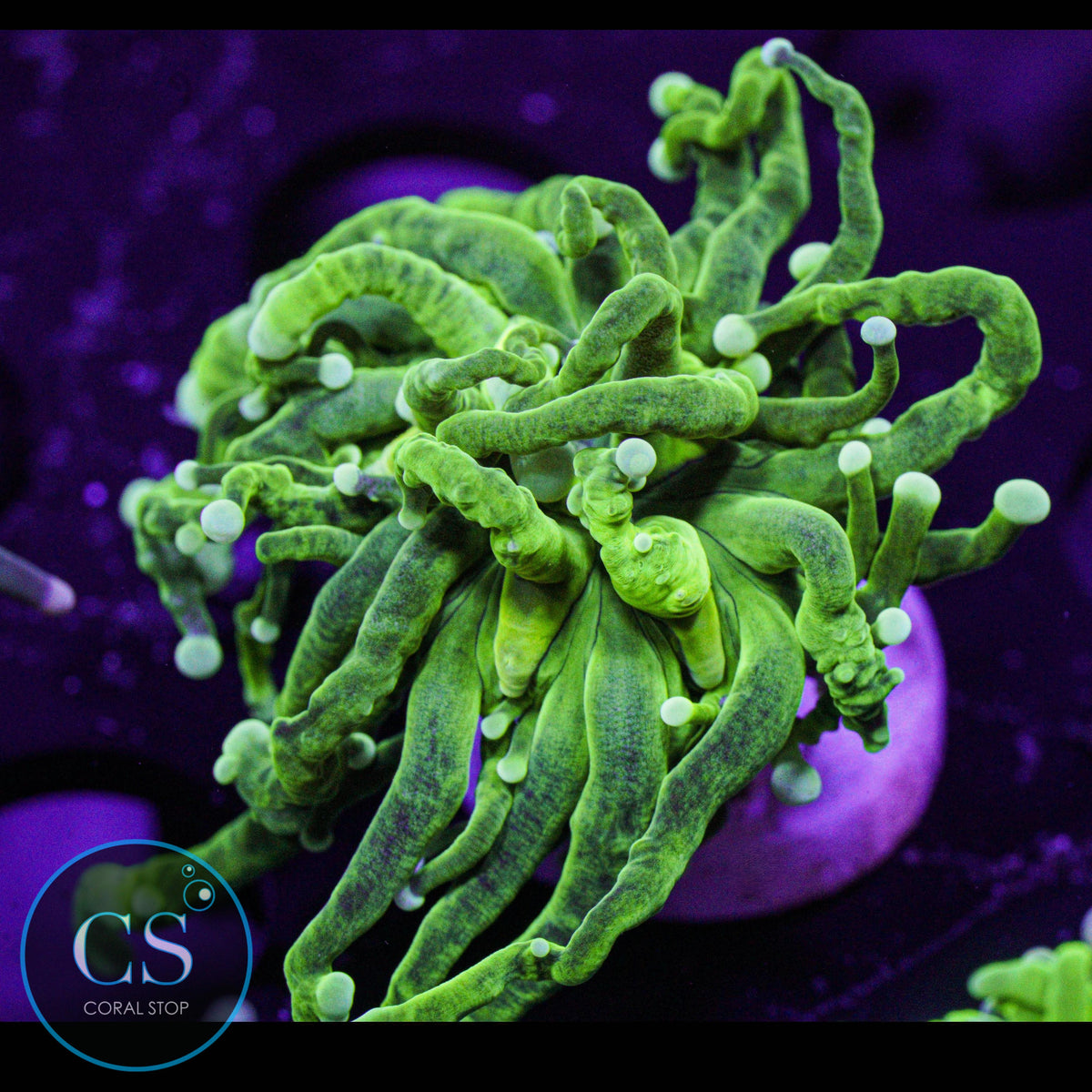 Nuclear Pearl Tip Torch