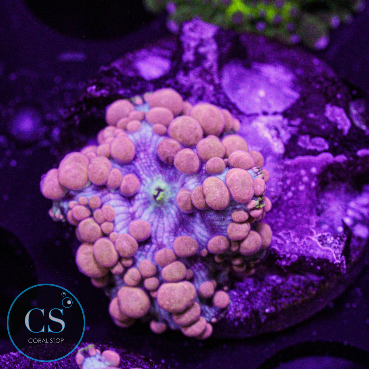 Neptune Bounce Mushroom