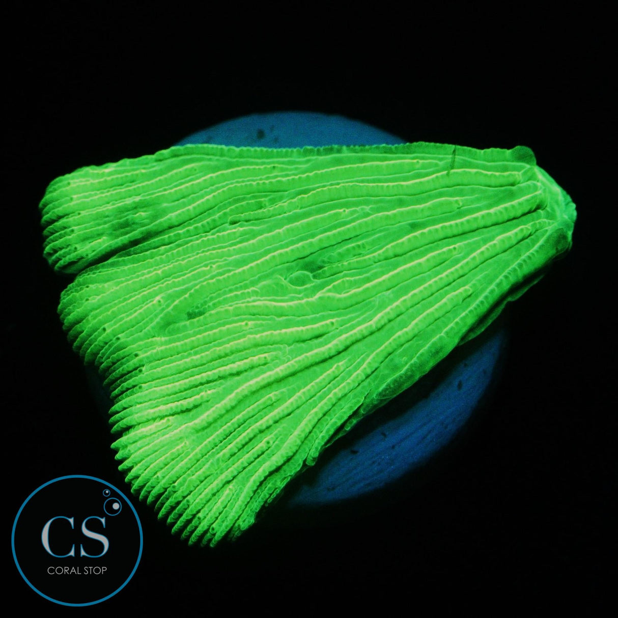 KRYPTONITE DIASERIS PLATE
