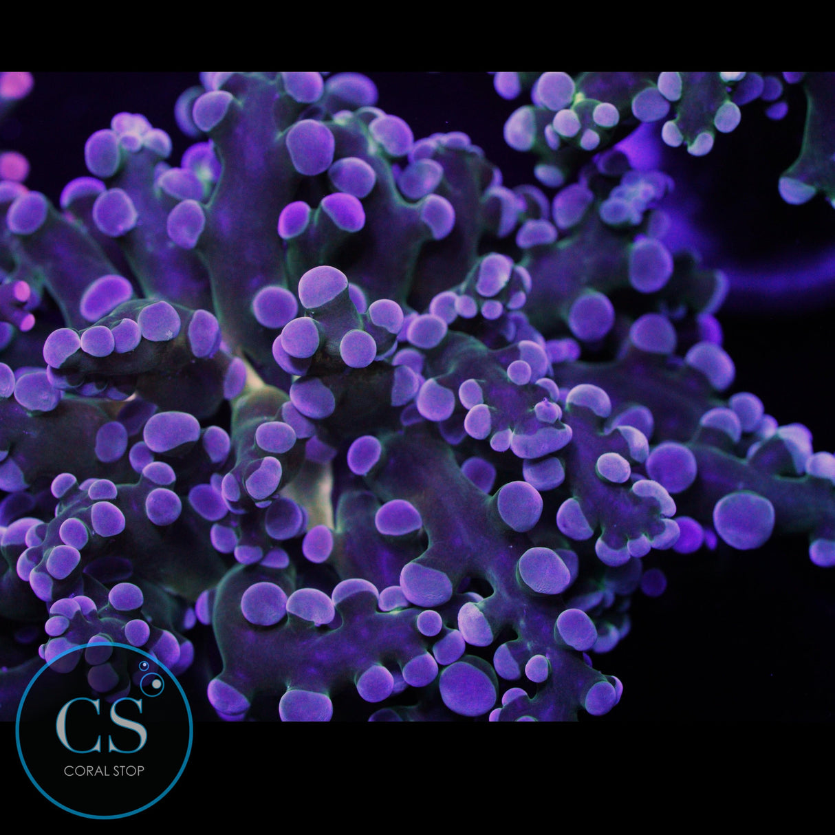 GOLD MOUTH FROGSPAWN