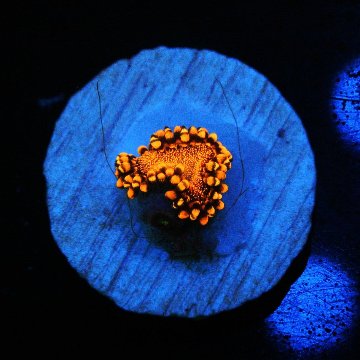 NEW RELEASE CS ORANGE DEATHSTAR ZOA