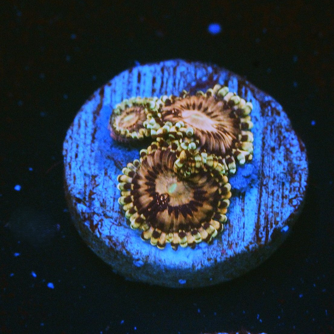 RR KOALA EYE ZOA