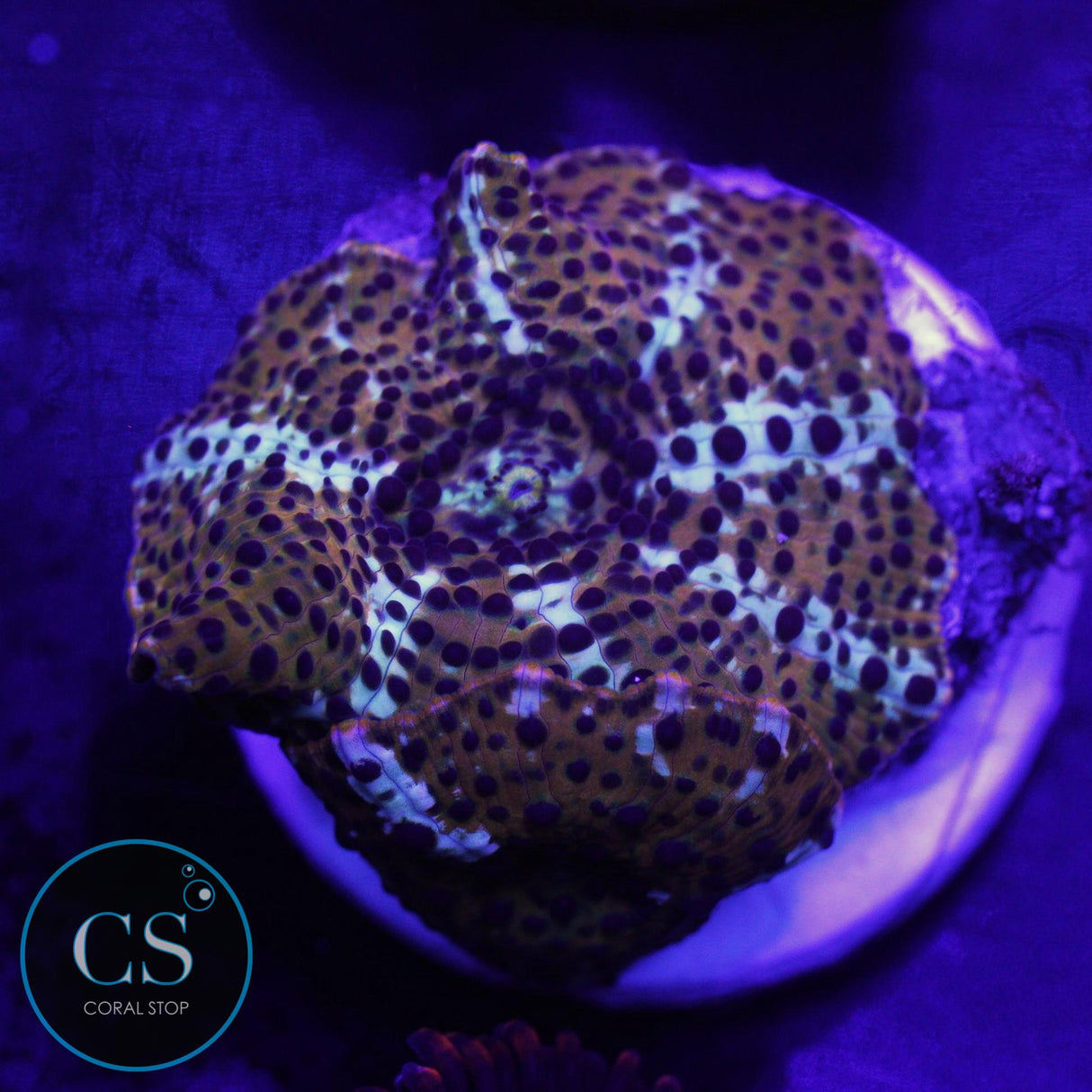 DOUBLE LEOPARD DISCO MUSHROOM